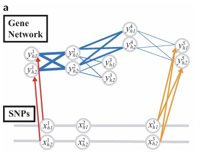 A gene network perturbed by cis-acting and trans-acting eQTLs
